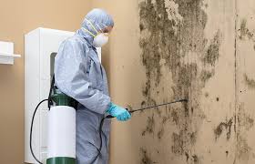 Mold Remediation for Vacation Homes in Crown Heights, NY